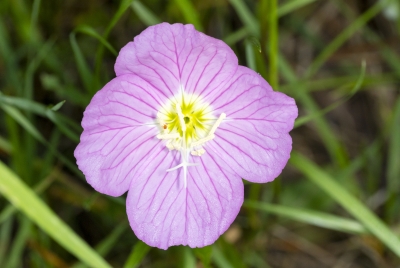 Primrose wth Clover Mite 2024